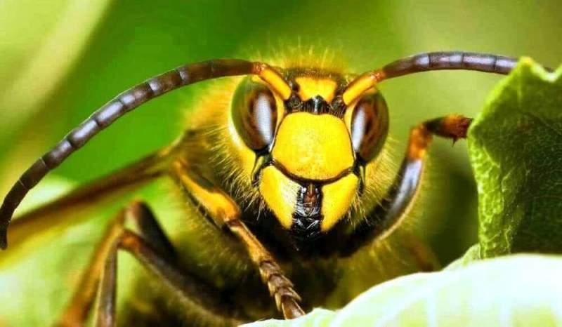 Как появляются пчелы-убийцы
