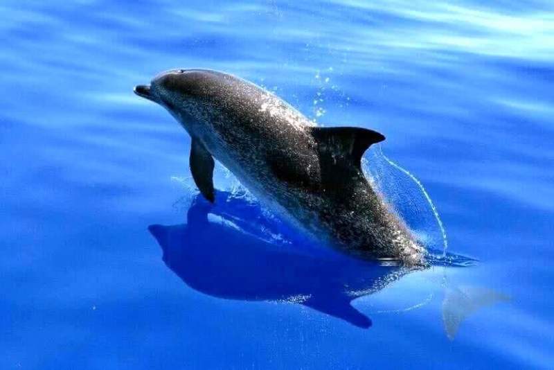 Южноафриканские неуловимые речные дельфины оказались очень «болтливыми»