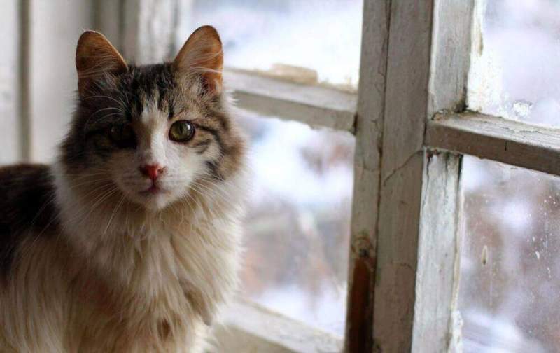 Тольяттинцам запретили держать дома больше двух кошек