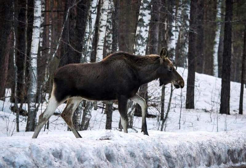 Сезон охоты на лосей закрывается в Нижегородской области 15 января