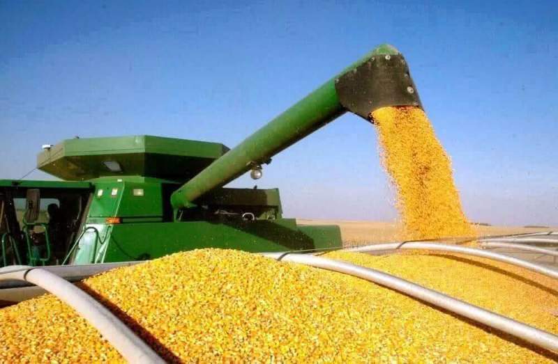 Почему Россия запретит поставки белорусской кукурузы?